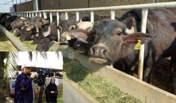 برگزاری تور رسانه‌ای پرورش گاومیش در شهرستان کارون / خوزستان با ۱۱۰ هزار رأس، قطب پرورش گاومیش کشور است