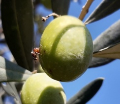 افزایش فعالیت مگس میوه زیتون در گیلان