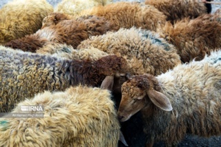 طرح اصلاح نژاد گوسفند عربی؛ گامی در بهبود بهره‌وری دام خوزستان