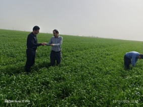 نظارت تخصصی بر مزارع تولید بذر پیش‌پایه و گندم در استان ایلام تشدید شد