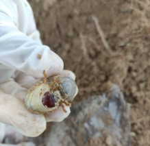 آغاز داده‌برداری طرح کنترل شیمیایی آفت سوسک چوبخوار خرما در بوشهر