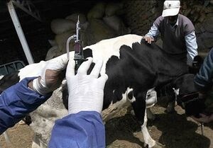 عدم خلل در تولید شیر در سطح استان با اقدامات به موقع در کنترل بیماری تب برفکی