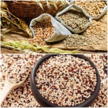 چهار لاین جدید گندم و کینوا در کمیته ملی معرفی رقم تایید و نامگذاری شد