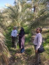 بازدید میدانی کارشناسان از باغات خرمای منطقه اندوهجرد استان کرمان