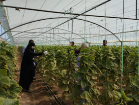 دوره آموزشی تولید محصولات گلخانه‌ای