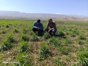 بازدید از طرح کرت‌های کنترلی گندم و جو و طرح تعیین ارزش زراعی (vcu) ارقام گندم دیم و طرح سازگاری ارقام پکان