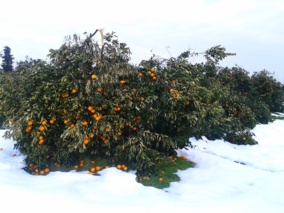 پادکست توصیه‌های فنی مدیریت باغات مرکبات بعد از تنش یخبندان