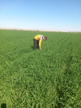 ایلام در خط مقدم تولید بذر؛ کارشناسان پای کار در شرایط بحرانی