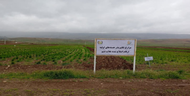 صیانت از تولید گندم و جو در ایلام؛ تحقیقات میدانی در خط مقدم مقابله با چالش‌ها