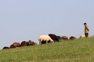مدیریت علمی چرای دام؛ راهبردی برای کاهش تلفات دامی