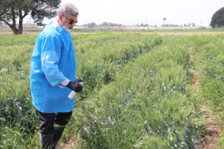 انتخاب تک بوته در نسل F2 گندم نان اقلیم گرم جنوب