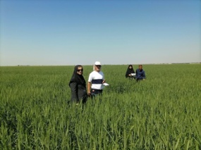 بازدید از مزارع بذری استان بوشهر در مرحله گلدهی