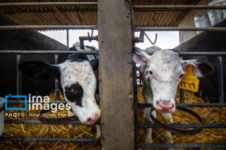 هشدار به دامداران خراسان شمالی؛ نان خوراک دام نیست