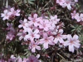 ثبت ۳۴۹ گونه گیاهی در ارتفاعات کوه هزار استان کرمان