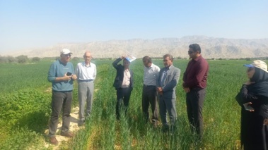 بازدید از مزارع کشاورزی حفاظتی در دشتستان