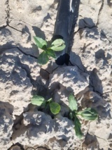 تولید هسته های اولیه بذر گیاه گلرنگ رقم گلدشت در ایستگاه تحقیقاتی کبوترآباد