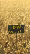 معرفی رقم گندم دوروم ماهان DW-96-19 جهت کاشت در منطقه ارزوییه استان کرمان