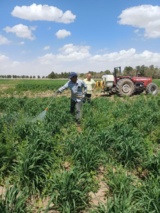 انجام پایش و سم‌پاشی مبارزه با علف‌های هرز در مزارع گندم ایستگاه شهید زنده روح جوپار