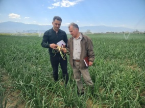 بازدید کارشناسان واحد ثبت و گواهی بذر و نهال استان گلستان از مزارع تولید هسته‌های بذری گندم و پیاز در ایستگاه‌های تحقیقاتی