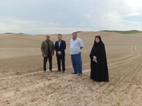 بازدید میدانی محققین مرکز تحقیقات و آموزش کشاورزی گلستان از مزارع زیره سبز در شهرستان گنبد