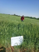 پایش مزارع تولید بذر در دهلران با هدف ارتقای کیفیت بذرهای گندم و جو