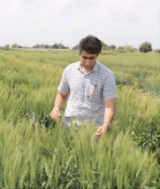 ارزیابی میزان مقاومت نسبت به بیماری زنگ زرد گندم