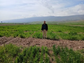 پایش میدانی گندم دیم در چرداول؛ رشد مطلوب پس از بارندگی‌های اخیر