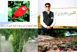 بررسی مدیریت بهاره محصول انار در شرایط بحرانی، بارندگی و سرما توسط عضو هیات علمی پژوهشکده مرکبات و میوه های نیمه گرمسیری