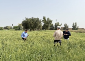 توصیه به مدیریت کنترل رطوبت مزارع در پایش میدانی مزارع گندم شهرستان دزفول