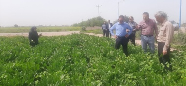 پایش میدانی مزارع چغندرقند شهرستان دزفول