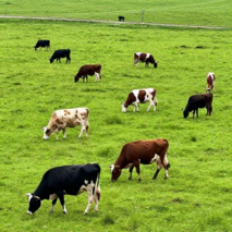 ارزیابی توان تولید بذر و علوفه گیاهان مقاوم به خشکی برای احیای مراتع تخریب‌یافته چهارمحال و بختیاری