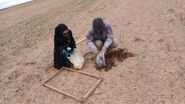 عملیات پایش و ارزیابی جمعیت علف‌های هرز مزرعه گندم دیم در روستای نجف‌آباد آشتیان