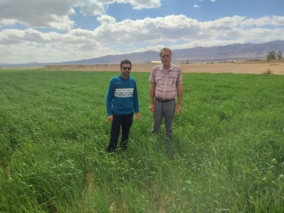 بازدید کارشناس مسئول واحد ثبت و گواهی بذر و نهال استان مرکزی از مزارع بذری گندم شرکت اتحادیه تعاونی روستایی شهرستان ساوه