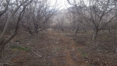 انجام عملیات هرس فرم دهی درختان باغ گردوی ایستگاه تحقیقات منابع طبیعی شهید یونسی خسبیجان