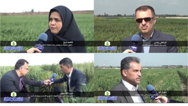 عیدی محققان مرکز تحقیقات و آموزش کشاورزی گلستان به کشاورزان در شرایط حساس جنگی