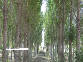 ارقام صنوبر سریع الرشد معرفی شد