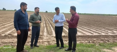 بازدید و‌ پایش مزارع ذرت منطقه چغامیش روستای مبارز آباد