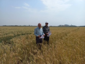 استانداردسازی مزارع گندم جهت صدور مجوز برداشت و خرید