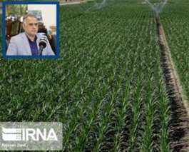 اقتصاد مقاومتی با تولید ارقام مقاوم زراعی در برابر تغییرات اقلیمی در کشور