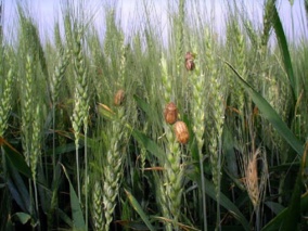 اهمیت زمان مناسب سمپاشی علیه سن غلات