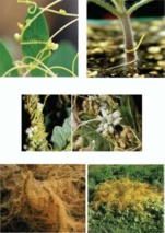 کنترل علف هرز انگل سس در زراعت یونجه