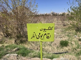 کلکسیون انارهای ایرانی