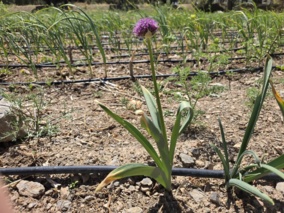 پروتکل تولید سوخ موسیر از بذر حقیقی در گلخانه