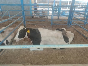 طرح تحقیقاتی استفاده از افزودنی های خوراکی جایگزین منابع چربی در تغدیه گاو شیری