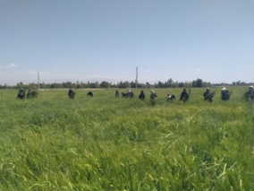 خالص‌سازی مزارع بذر محسن‌آب در ایلام آغازشد