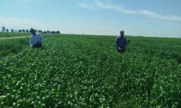 بازدید و اعمال تیمار محلول پاشی پروژه تغذیه بهینه گندم دیم در شرایط آبیاری تکمیلی