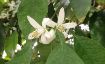 شکوفه‌های معجزه‌گر در باغ‌های ایران؛ بررسی علمی خواص درمانی خیره‌کننده «بهار نارنج»