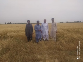 بازدید کارشناس مسئول واحد تحقیقات ثبت و گواهی بذر و نهال بلوچستان از مزارع بذری گندم شهرستان دلگان