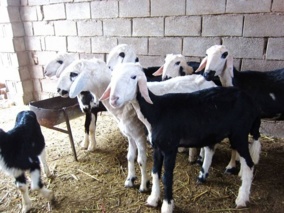 فروش دام‌های مولد، زنگ خطر برای نژاد نجدی خوزستان