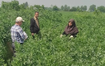 بازدید میدانی معاون پژوهشی مرکز تحقیقات و آموزش کشاورزی گلستان از مزرعه انتخاب مشارکتی ارقام باقلا حوزه شهرستان گرگان